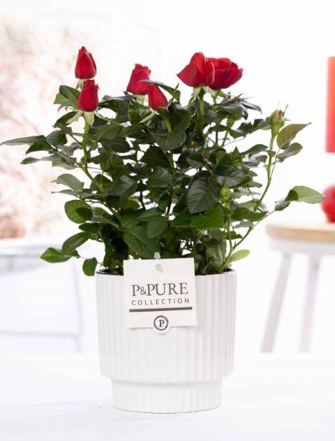 <h4>Rosa red in P&PURE Ivy ceramics shiny white</h4>