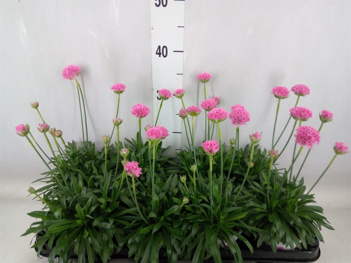 <h4>Armeria pseud. 'Dreameria Daydream'</h4>