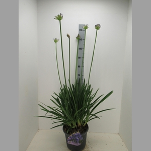 AGAPA DR BROUWER