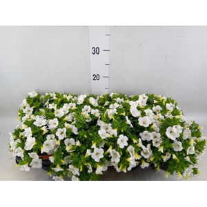 Calibrachoa  'Minifam White'