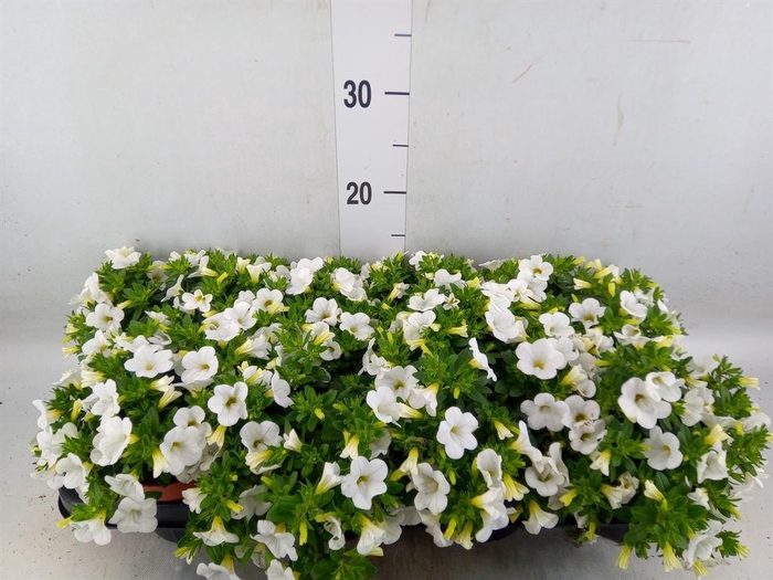<h4>Calibrachoa  'Minifam White'</h4>