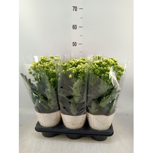 Kalanchoe  'Sunny White'