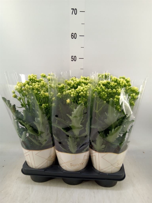 <h4>Kalanchoe  'Sunny White'</h4>