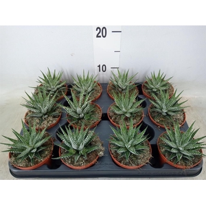 Haworthia fasciata 'Big Band'