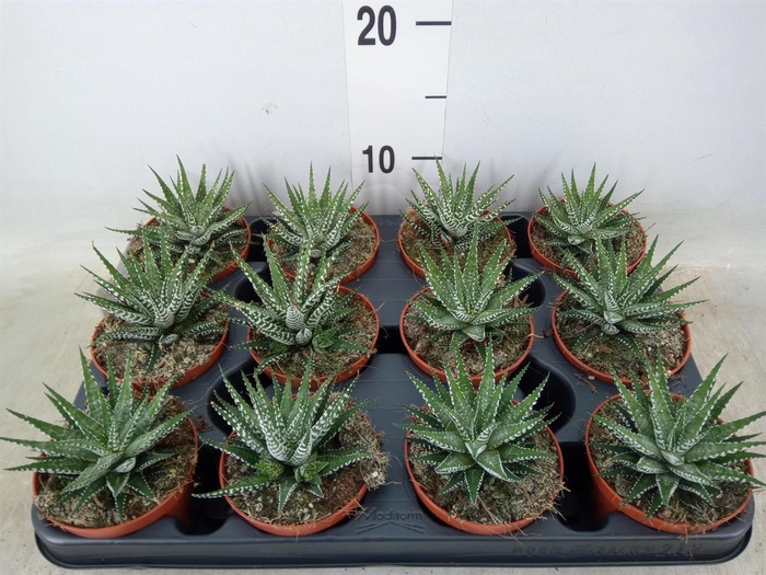 <h4>Haworthia fasciata 'Big Band'</h4>