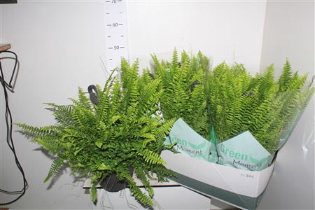 <h4>Nephr Ex Green Momen Hangpot</h4>