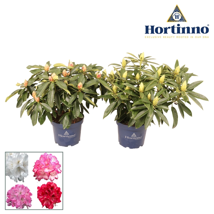 <h4>Hortinno® Garden XXL Collection gemengd groen 50 - 60 cm</h4>