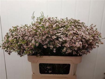 <h4>Chame Un Dori</h4>