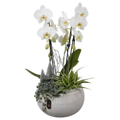 <h4>Opm Pt PTPCE3608 Phalaenopsis X-mas Keramiek Schaa</h4>