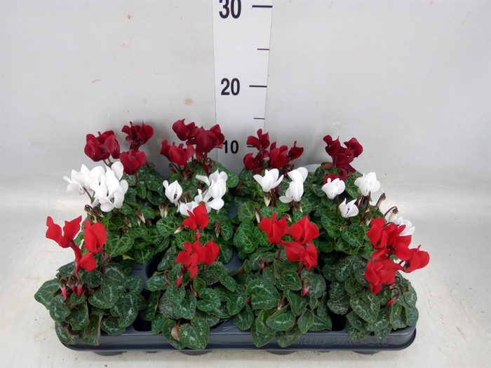 <h4>Cyclamen KL 'Verano'</h4>