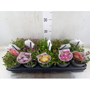 Delosperma coop.