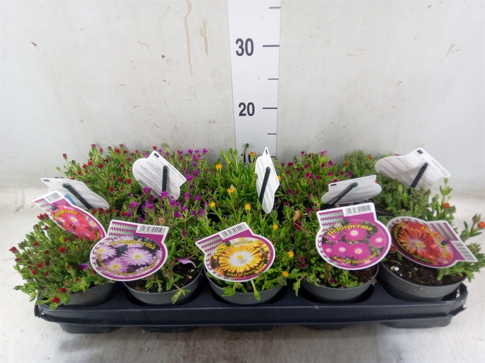 <h4>Delosperma coop.</h4>