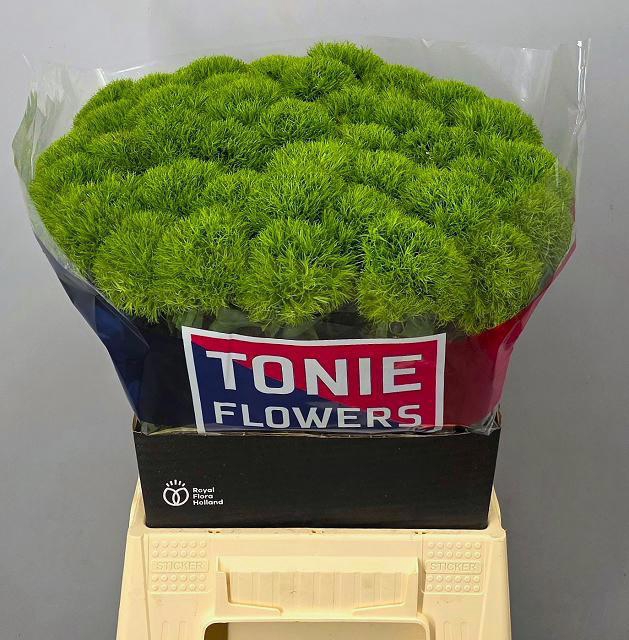 <h4>DI BARB KIWI MELLOW</h4>