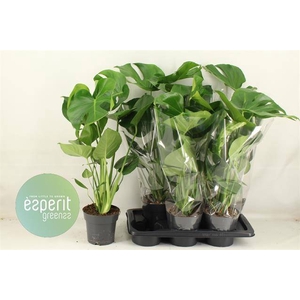 MONSTERA DELICIOSA