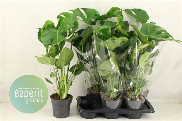 <h4>MONSTERA DELICIOSA</h4>