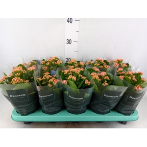 Kalanchoe blos. 'Serenity Apricot'