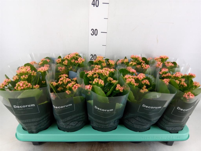 <h4>Kalanchoe blos. 'Serenity Apricot'</h4>