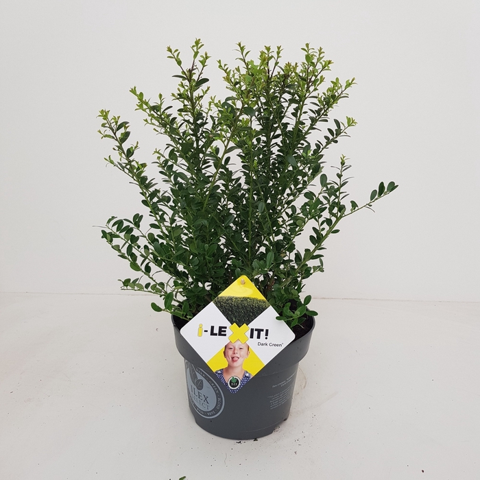 <h4>Ilex crenata 'Dark Green' bush 30-40cm</h4>
