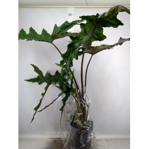 Alocasia   ...