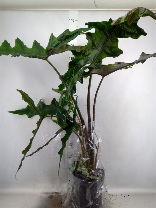 <h4>Alocasia   ...</h4>