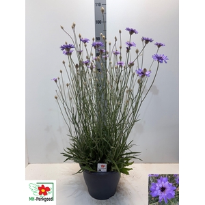 CATAN CAERULEA