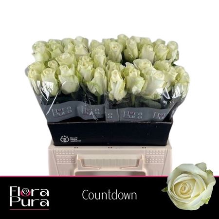 <h4>Rosa grootbloemig Countdown!</h4>