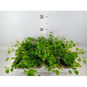 Ficus pumila 'Sunny Green'