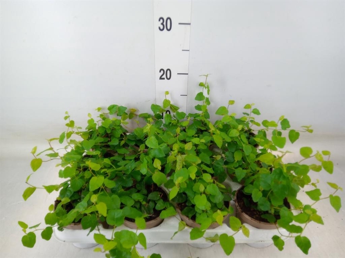 <h4>Ficus pumila 'Sunny Green'</h4>