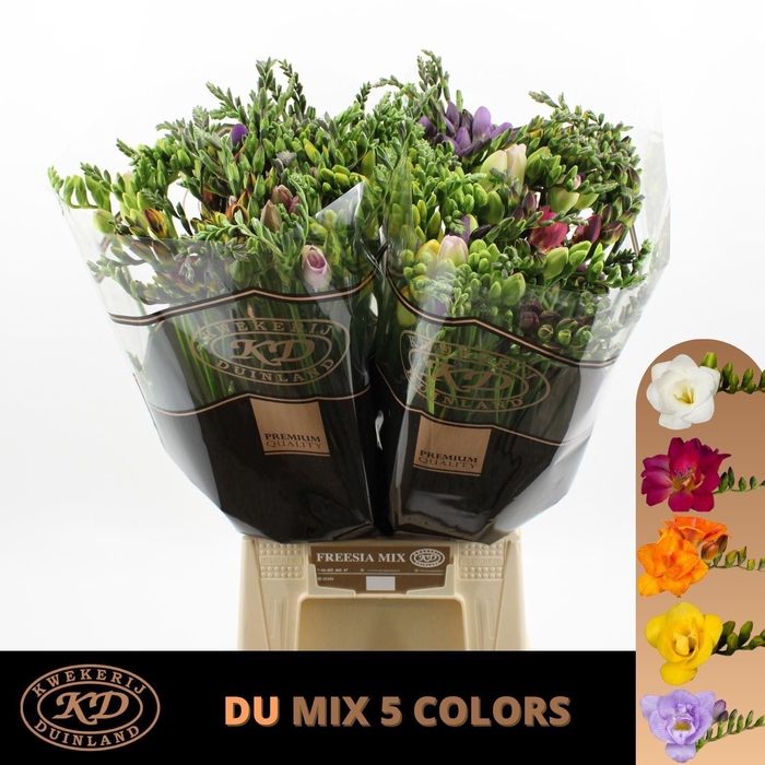 <h4>Freesia du mix</h4>