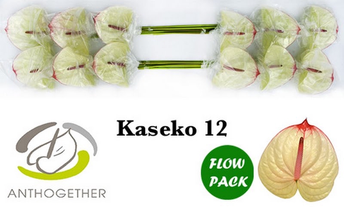 <h4>Anth A Kaseko Flow Pack Bouman</h4>