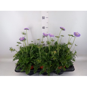 Scabiosa columb. 'Butterfly Blue'