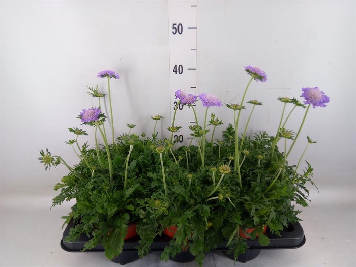 <h4>Scabiosa columb. 'Butterfly Blue'</h4>