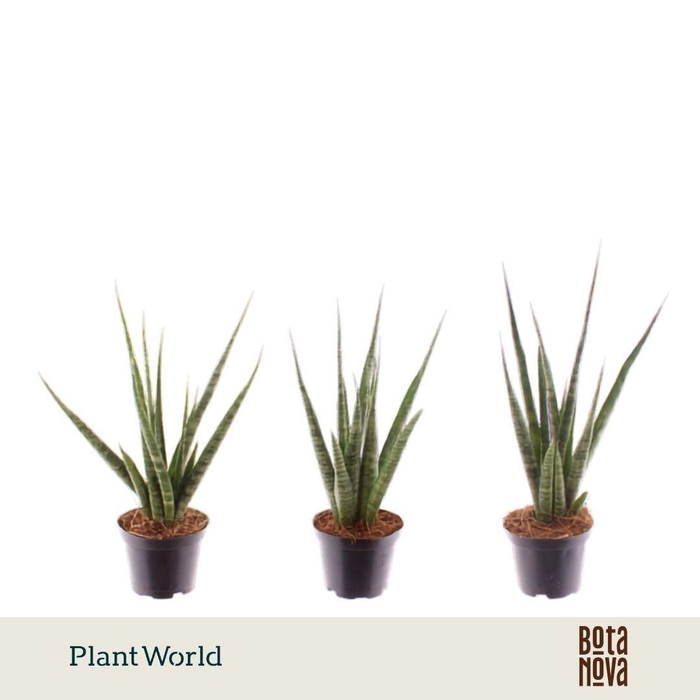 <h4>Sansevieria 'Digitorum'</h4>