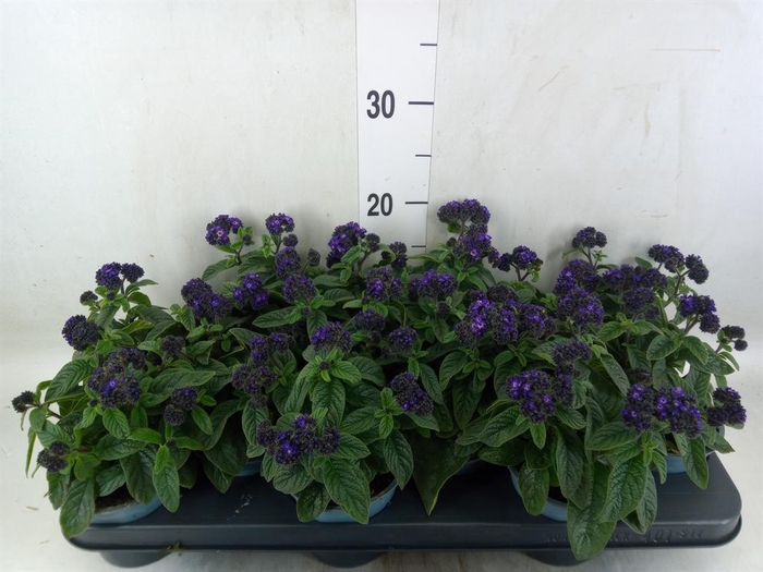 <h4>Heliotropium   ...</h4>