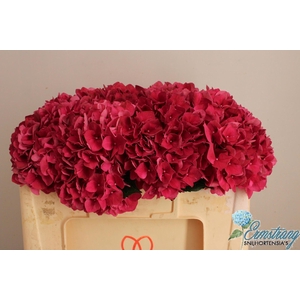 Hydr Mag Rubyred