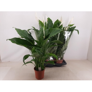 SPATH SWEET LAURETTA