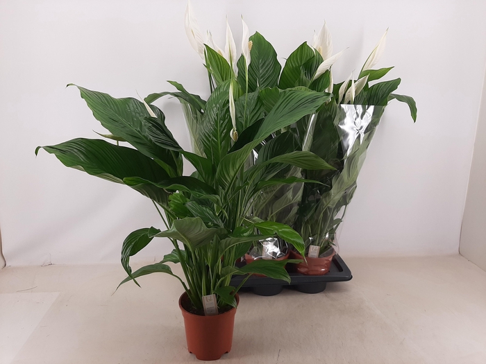 <h4>SPATH SWEET LAURETTA</h4>