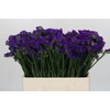 Limonium sinuatum Navy Sun Birds