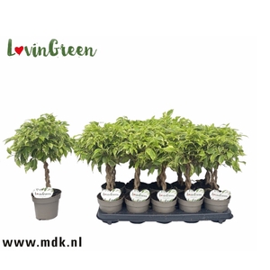 Ficus benjamina Bushy King 12Ø 40cm 3pp