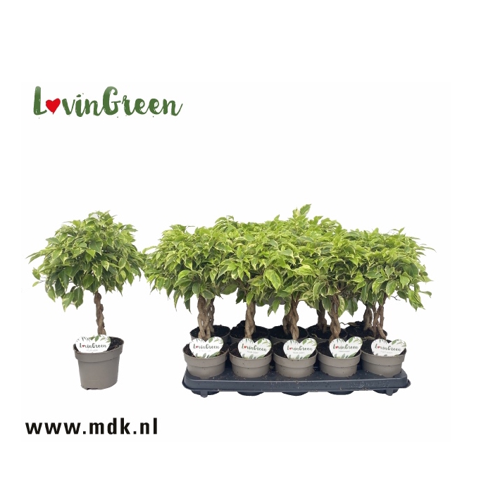 <h4>Ficus benjamina Bushy King 12Ø 40cm 3pp</h4>