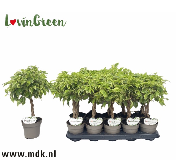 Ficus benjamina Bushy King 12Ø 40cm 3pp