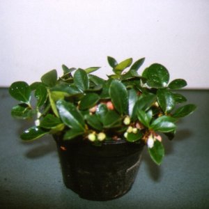 Gaulth Procumbens