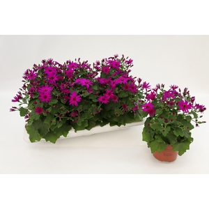 Pericallis Mandala Magenta