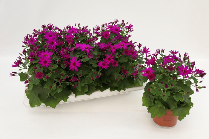 <h4>Pericallis Mandala Magenta</h4>