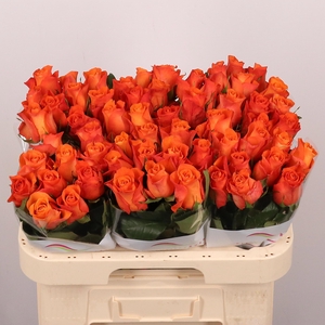 R Gr Orange Wave