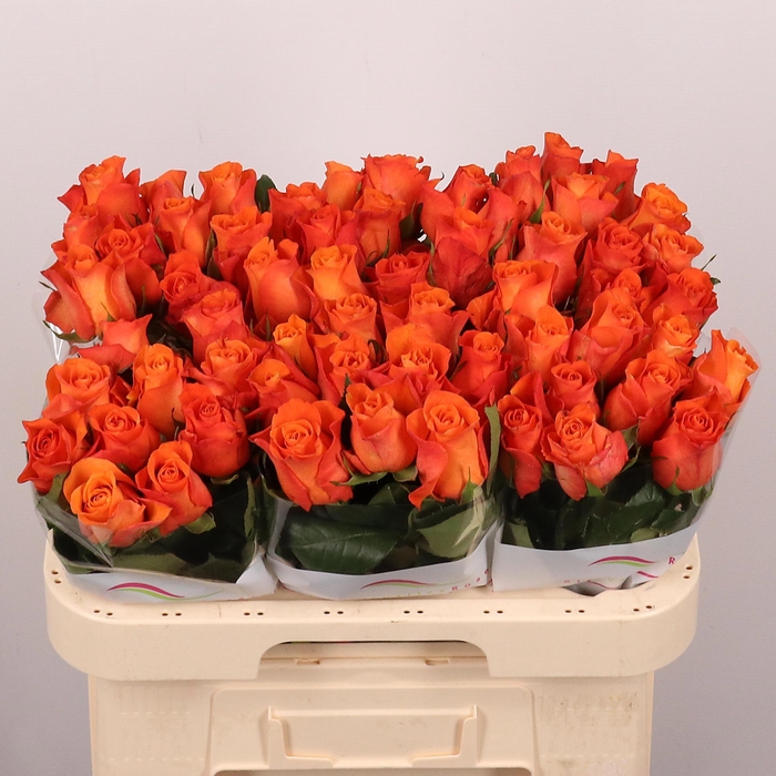 <h4>R GR ORANGE WAVE</h4>