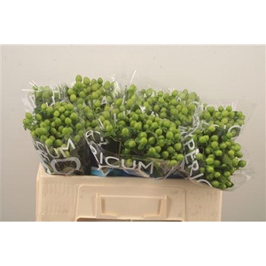 Hyp Coco Bamboo Green