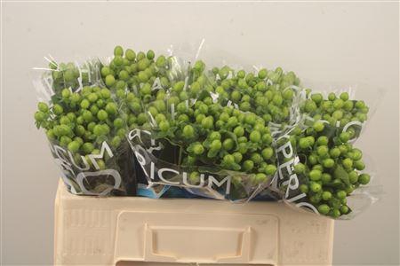 <h4>Hyp Coco Bamboo Green</h4>