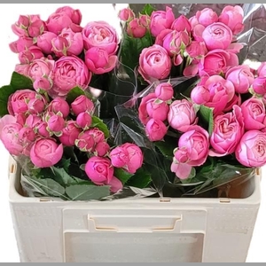 R TR SILVA PINK+