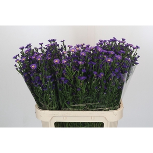 Aster Casamare